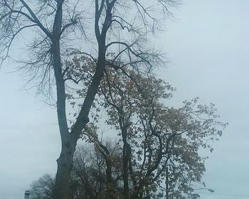 Low angle view of tree against sky