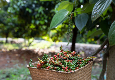 Close-up of fruits in basket