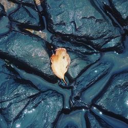 Close-up of leaves in water