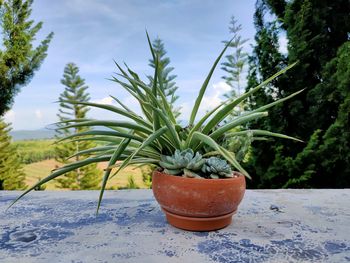 Close-up of potted plant in pot