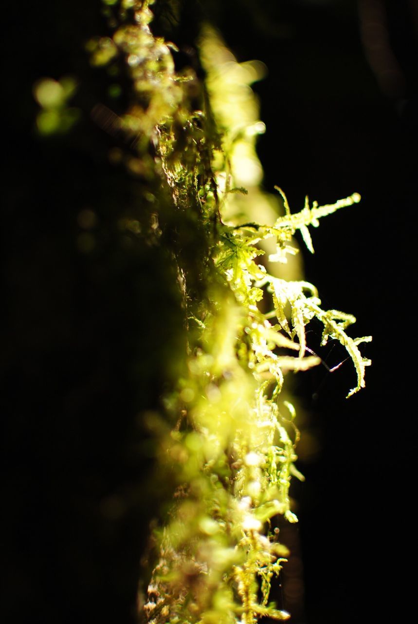 growth, close-up, night, plant, flower, nature, freshness, focus on foreground, stem, selective focus, beauty in nature, fragility, black background, no people, outdoors, green color, yellow, bud, leaf