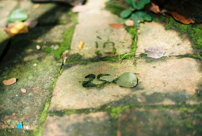 High angle view of ant on leaf