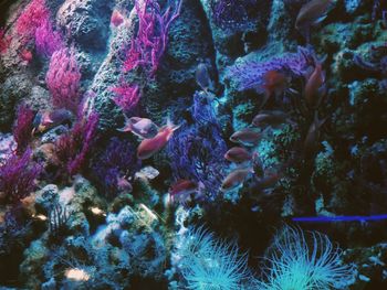 View of fish swimming in sea