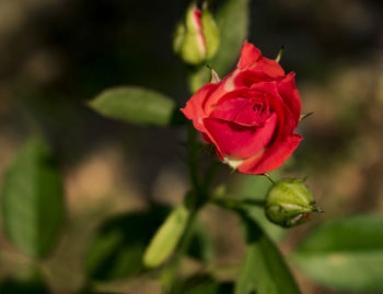 Close-up of red rose blooming outdoors