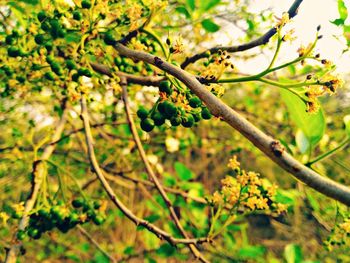 Close-up of flowers growing on tree