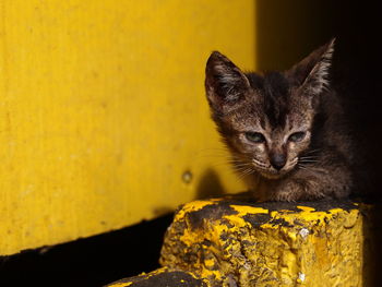 Stray cat relaxing against yellow wall