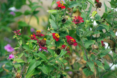 Close-up of red flowering plants