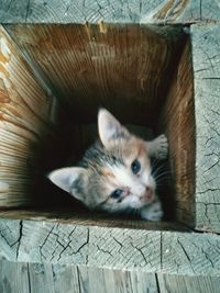 Portrait of cat on floor