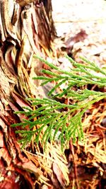 Close-up of tree trunk