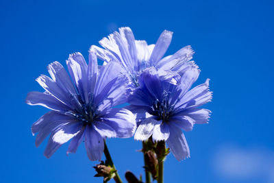 Close-up of purple flowering plant against blue sky