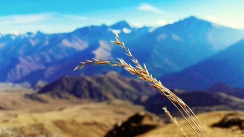 Plant growing on mountain against sky