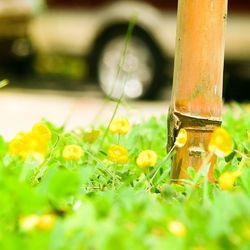 Close-up of yellow flower