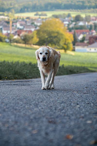 Portrait of dog standing on road