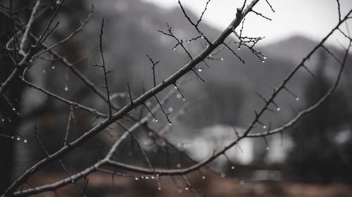 Close-up of wet plant during rainy season