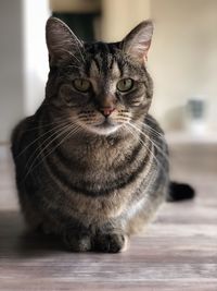 Portrait of tabby cat on table