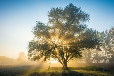 Sunlight streaming through tree on field during sunset