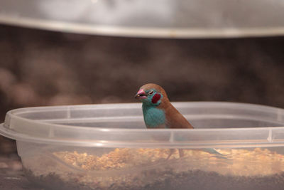 Close-up of bird in bowl