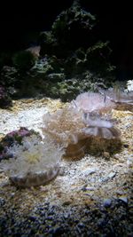 Rocks in water