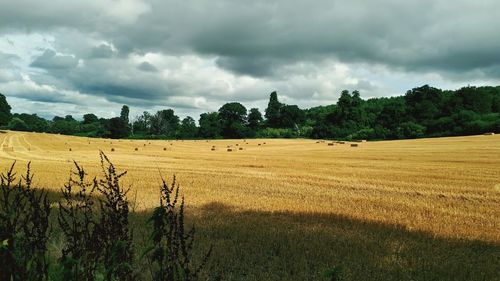 Scenic view of agricultural field against sky