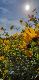 Close-up of yellow flowering plants on field