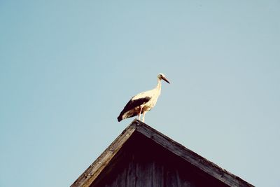 Low angle view of seagull perching on roof against clear sky