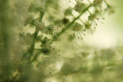 Close-up of plants