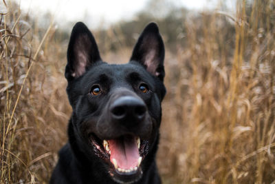 Portrait of dog on field