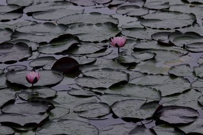 Water lilies blooming in pond