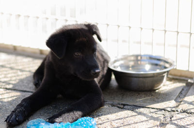 Close-up of puppy sitting outdoors