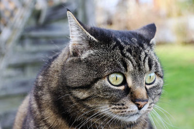 Close-up portrait of a cat