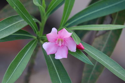 Close-up of pink flowering plant