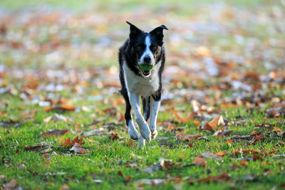 Portrait of dog running on field