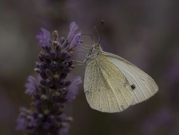 Close-up of butterfly pollinating on purple flower