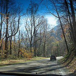 Road passing through trees