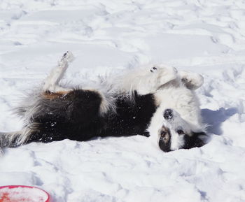 Dog on snow covered field