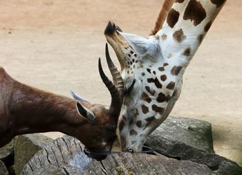 Close-up of giraffe in zoo