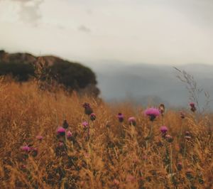 Close-up of purple flowers in field