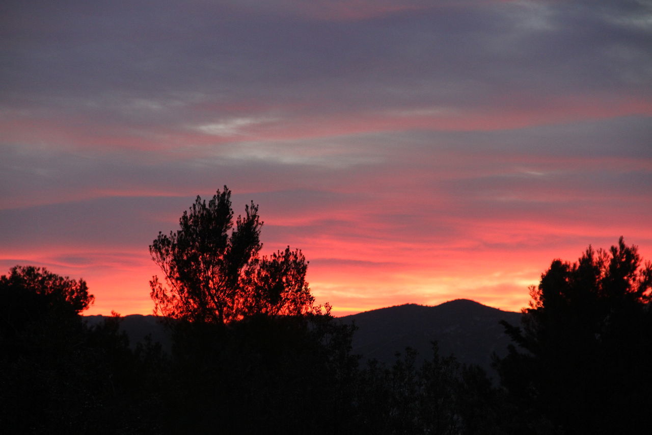 SILHOUETTE TREES AGAINST SKY DURING SUNSET