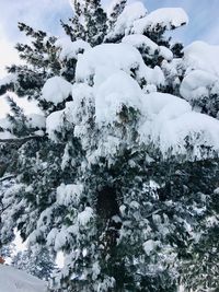 Snow covered trees on field