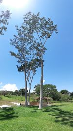 Tree on field against clear sky