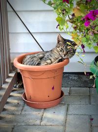 View of a cat on potted plant