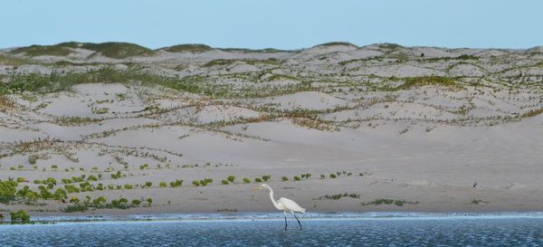 Seagulls perching on beach by sea against sky