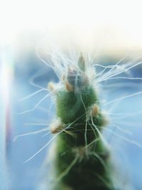 Close-up of dandelion flower