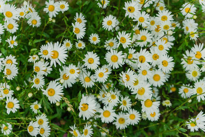 High angle view of daisies on field