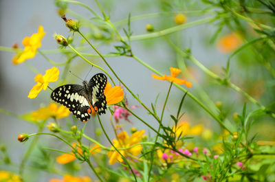 Butterfly on flower