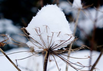 Close-up of snow on dried plant