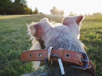 Close-up of a dog on field