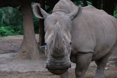 Close-up of elephant