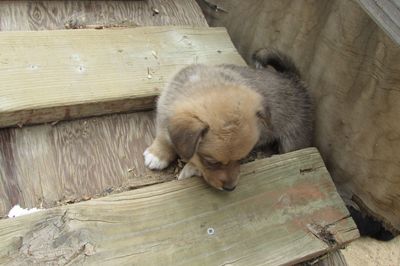 Corgi puppy sitting on wooden ramp