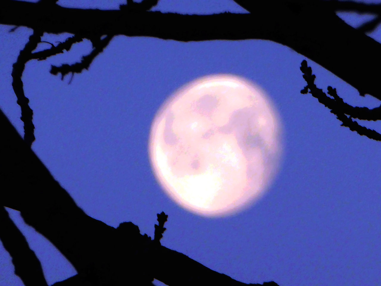 LOW ANGLE VIEW OF SILHOUETTE TREE AGAINST CLEAR SKY